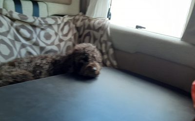 El Slow Tarvel para viajar en autocaravana con perro por España